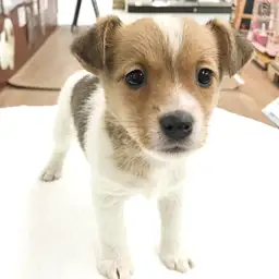 ジャックラッセルテリア