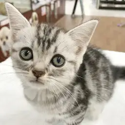 アメリカンショートヘア