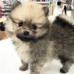 ポメラニアン