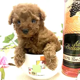 トイ・プードル