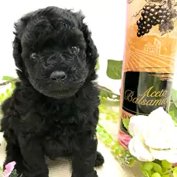 トイ・プードル