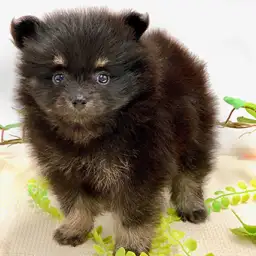 ポメラニアン