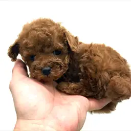 トイ・プードル