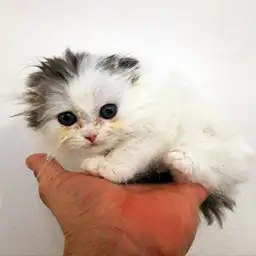 スコティッシュフォールド