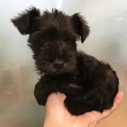 ミニチュア・シュナウザー