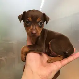 ミニチュア・ピンシャー