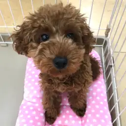 トイ・プードル