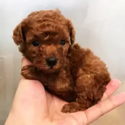 トイ・プードル