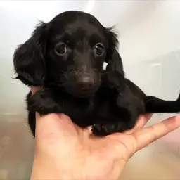 カニンヘン・ダックスフント