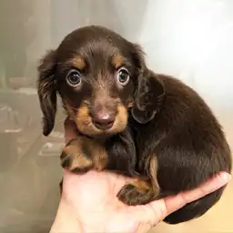 ミニチュア・ダックスフント