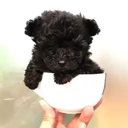 トイ・プードル