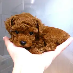 トイ・プードル