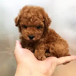 トイ・プードル