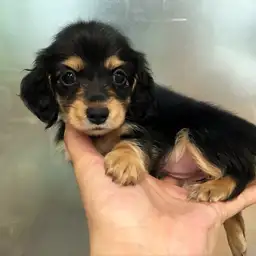 ミニチュア・ダックスフント