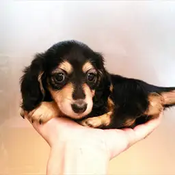 カニンヘン・ダックスフント