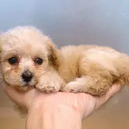 トイ・プードル