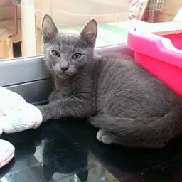 ロシアンブルー