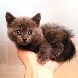 ブリティッシュショートヘア