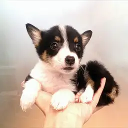 ウェルシュコーギーペンブローク