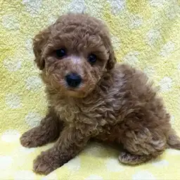 トイ・プードル