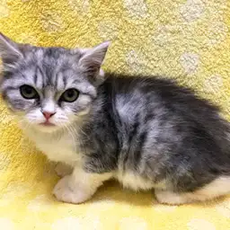 スコティッシュフォールド