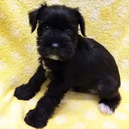 ミニチュア・シュナウザー