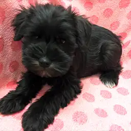 ミニチュア・シュナウザー