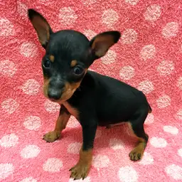 ミニチュア・ピンシャー