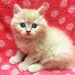 ブリティッシュショートヘア