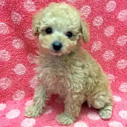 トイ・プードル