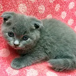 スコティッシュフォールド