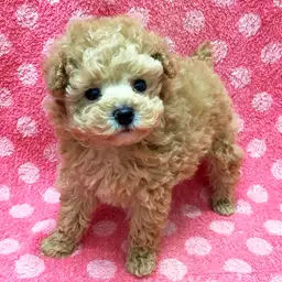 トイ・プードル