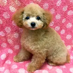 トイ・プードル