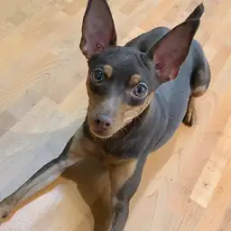 ミニチュア・ピンシャー