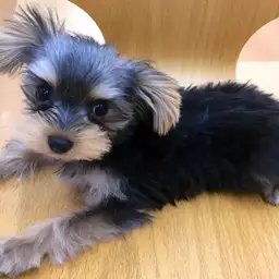 ヨークシャーテリア