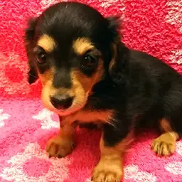 ミニチュア・ダックスフント