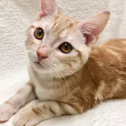 アメリカンショートヘア