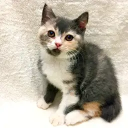 ブリティッシュショートヘア