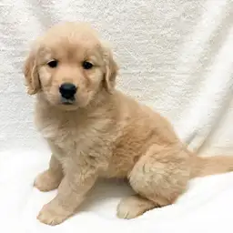 ゴールデンレトリバー