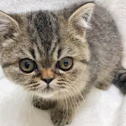 エキゾチックショートヘア