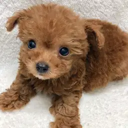 トイ・プードル