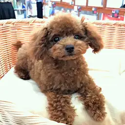 トイ・プードル