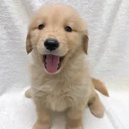 ゴールデンレトリバー