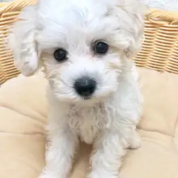 ビションフリーゼ