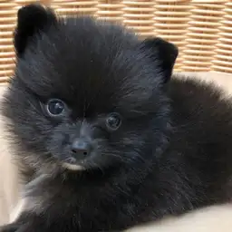 ポメラニアン