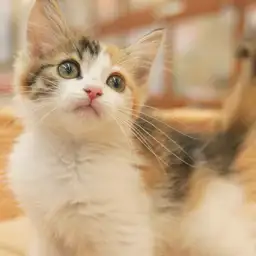 ノルウェージャンフォレストキャット