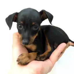 ミニチュア・ピンシャー