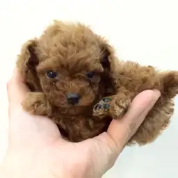 トイ・プードル