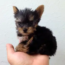 ヨークシャーテリア