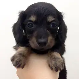 カニンヘン・ダックスフント